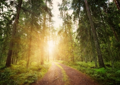 Sun shining through trees onto path in forest